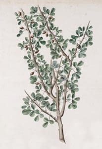 A branch of a balsam plant, brown branch with multiple branches off of it, each with tear-drop shaped green leaves along with multiple brown nut-like pods attached to the branches.