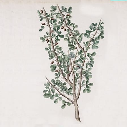 A branch of a balsam plant, brown branch with multiple branches off of it, each with tear-drop shaped green leaves along with multiple brown nut-like pods attached to the branches.